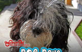 Dog days game poster at Prototype Escape Games